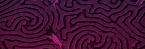 DTC_Social