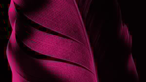 Feather