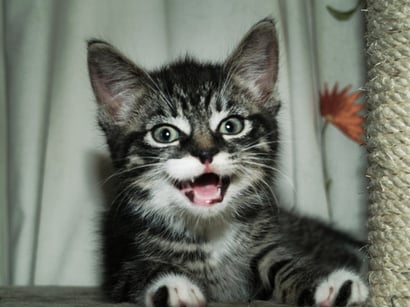 cute-grey-tabby-kitten